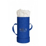  Mila-Roses-00822 Mila Velvet Baby Royal Blue Velvet Baby - White Cream