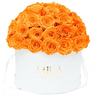 Produit Mila-Roses-01565 Mila Classique Large Dome Blanc Classique - Orange Bloom