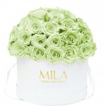  Mila-Roses-01574 Mila Classique Large Dome Blanc Classique - Mint