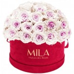  Mila-Roses-01604 Mila Classique Large Dome Burgundy - Pink bottom