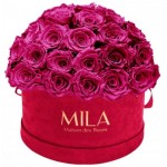  Mila-Roses-01606 Mila Classique Large Dome Burgundy - Fuchsia
