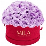  Mila-Roses-01610 Mila Classique Large Dome Burgundy - Lavender