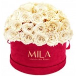 Mila-Roses-01618 Mila Classique Large Dome Burgundy - Champagne