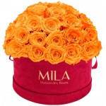  Mila-Roses-01619 Mila Classique Large Dome Burgundy - Orange Bloom