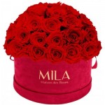 Mila-Roses-01621 Mila Classique Large Dome Burgundy - Rouge Amour