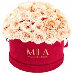  Mila-Roses-01622 Mila Classique Large Dome Burgundy - Pure Peach