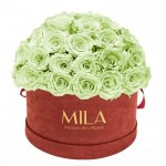  Mila-Roses-01628 Mila Classique Large Dome Burgundy - Mint